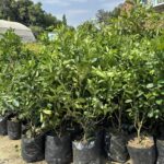 Can Fruit Trees for Sale Transform a Plain Lawn? Nursery Specialist Perspective