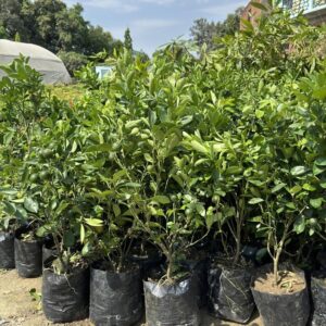 Can Fruit Trees for Sale Transform a Plain Lawn? Nursery Specialist Perspective