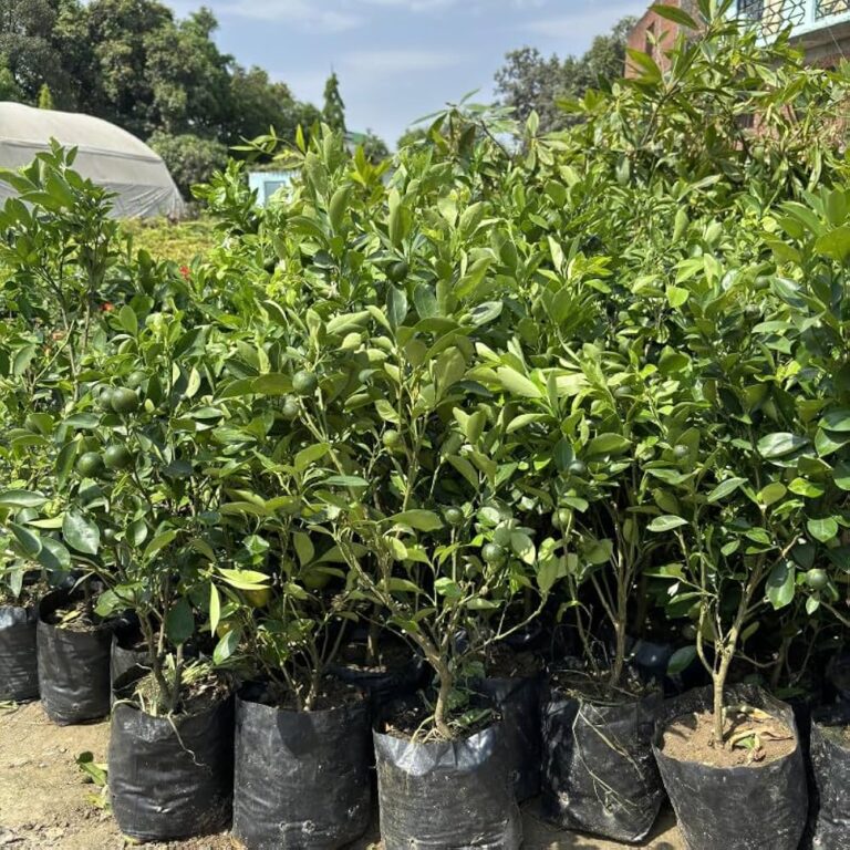 Can Fruit Trees for Sale Transform a Plain Lawn? Nursery Specialist Perspective